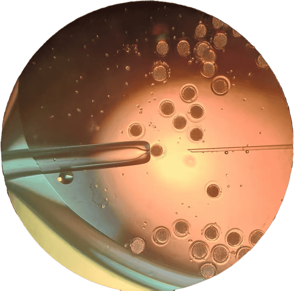 Disease resistance breeding — laboratory research