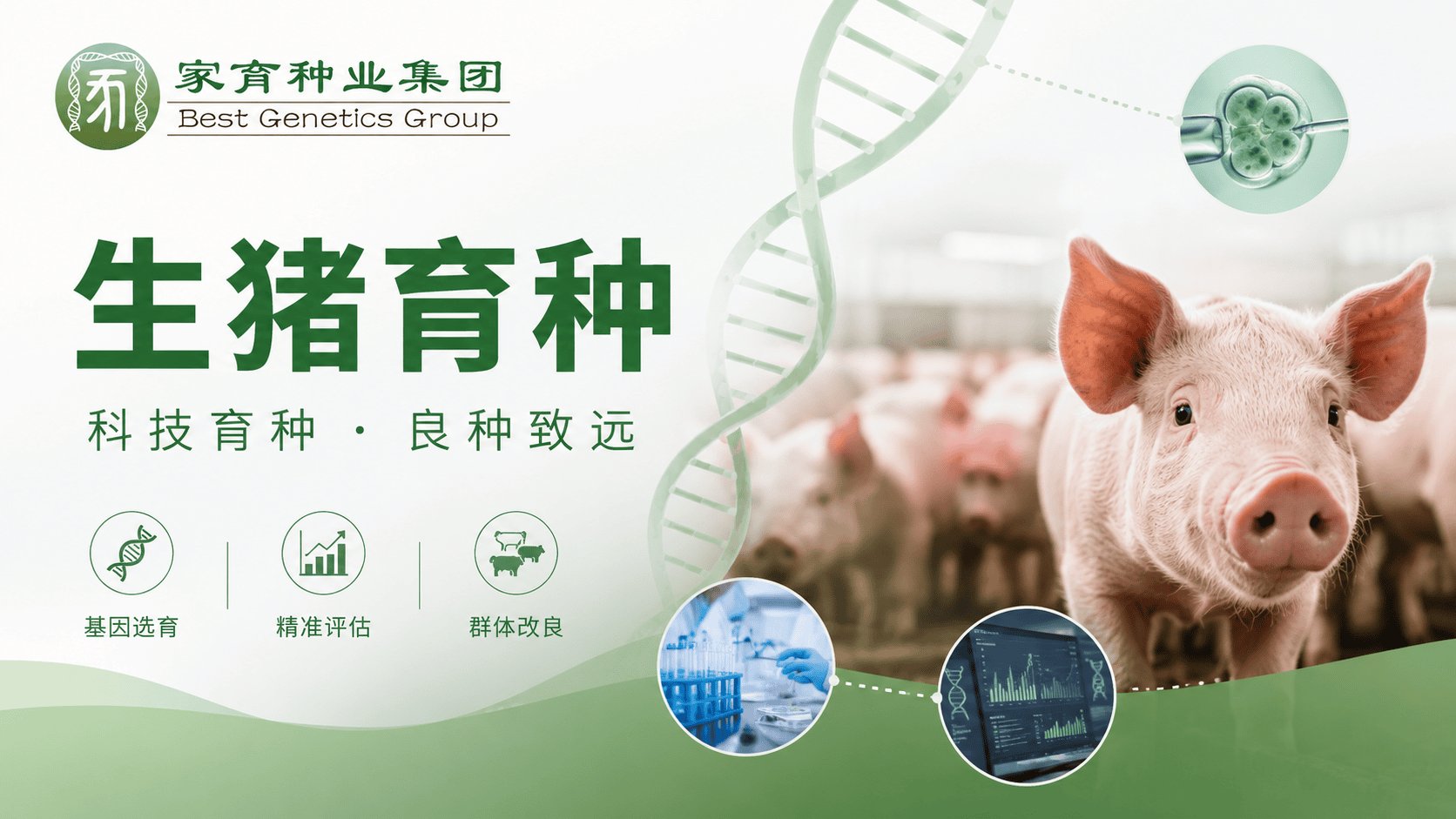 BGG Genomic Breeding Workflow: BLUP Evaluation and a Data-Driven Breeding System